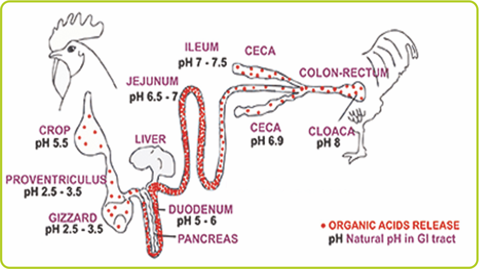 proacid